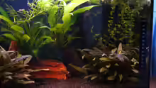 Pflanzen im Aquarium Becken 3754
