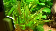 Pflanzen im Aquarium Becken 3848