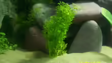 Pflanzen im Aquarium Becken 3860
