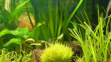 Pflanzen im Aquarium Becken 3944