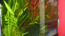 Pflanzen im Aquarium Becken 3982