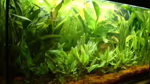 Pflanzen im Aquarium Becken 4129