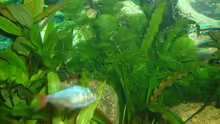Pflanzen im Aquarium Becken 4199