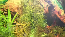 Pflanzen im Aquarium Becken 4396