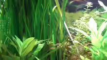 Pflanzen im Aquarium Becken 4396