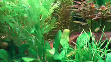 Pflanzen im Aquarium Becken 4396