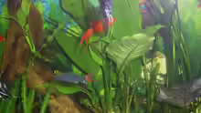 Pflanzen im Aquarium Becken 4453