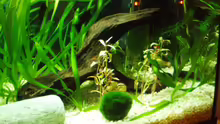 Pflanzen im Aquarium Becken 4483