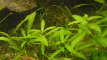 Pflanzen im Aquarium Becken 4502