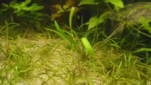 Pflanzen im Aquarium Becken 4502