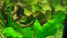 Pflanzen im Aquarium Becken 4641