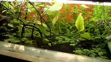 Pflanzen im Aquarium Becken 4819