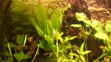 Pflanzen im Aquarium Becken 4999