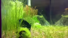 Pflanzen im Aquarium Becken 5078