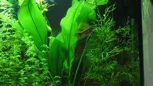 Pflanzen im Aquarium Becken 5538