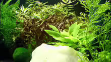 Pflanzen im Aquarium Becken 5639