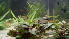 Pflanzen im Aquarium Becken 6060