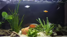 Pflanzen im Aquarium Becken 6060