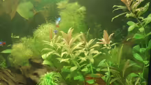 Pflanzen im Aquarium Becken 6434