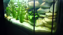 Pflanzen im Aquarium Becken 6445