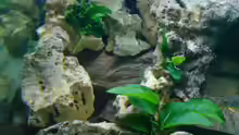 Pflanzen im Aquarium Becken 6558