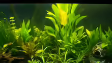 Pflanzen im Aquarium Becken 6607