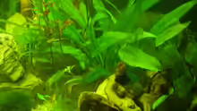 Pflanzen im Aquarium Becken 6624