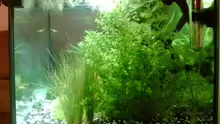Pflanzen im Aquarium Becken 6625
