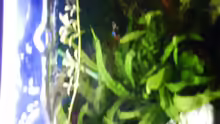 Pflanzen im Aquarium Becken 6676