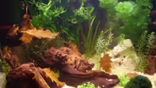 Pflanzen im Aquarium Becken 6766