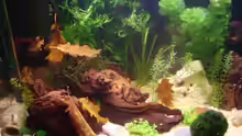 Pflanzen im Aquarium Becken 6766
