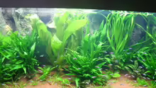 Pflanzen im Aquarium Becken 6860