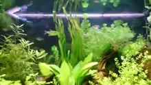Pflanzen im Aquarium Becken 6960