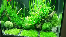 Pflanzen im Aquarium Becken 7307