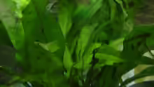 Pflanzen im Aquarium Becken 7327