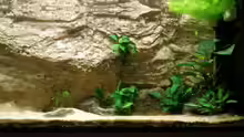 Pflanzen im Aquarium Becken 7333