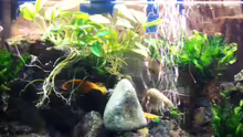 Pflanzen im Aquarium Becken 7368