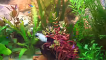 Pflanzen im Aquarium Becken 7588