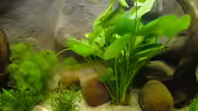 Pflanzen im Aquarium Becken 8029