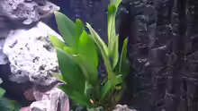 Pflanzen im Aquarium Becken 820