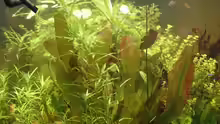 Pflanzen im Aquarium Becken 8249