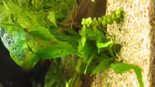 Pflanzen im Aquarium Becken 8311