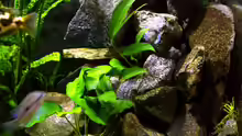 Pflanzen im Aquarium Becken 8353
