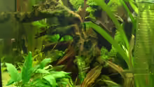 Pflanzen im Aquarium Becken 8376