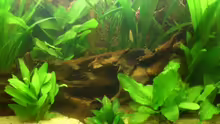 Pflanzen im Aquarium Becken 8462