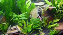 Pflanzen im Aquarium Becken 8561