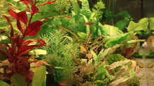 Pflanzen im Aquarium Becken 8810
