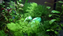 Pflanzen im Aquarium Becken 8874