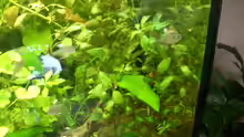 Pflanzen im Aquarium Becken 8894