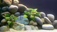 Pflanzen im Aquarium Becken 8939